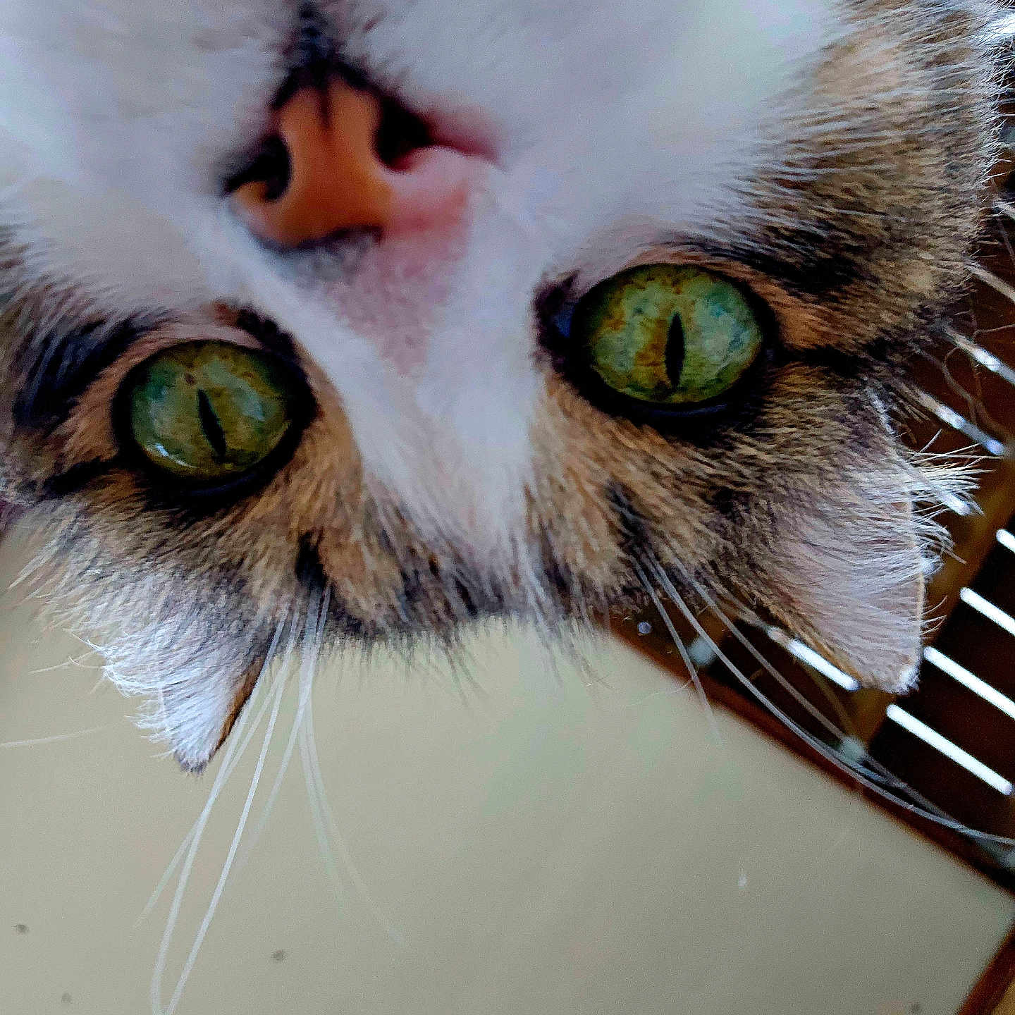 Rosie joined the competition — help win amazing prizes! animal, cat, ceiling, close_up, curious, domestic_cat, ears, eyes, face, fur, green_eyes, indoor, nose, pet, portrait, tabby, upside_down, whiskers, wooden_blinds