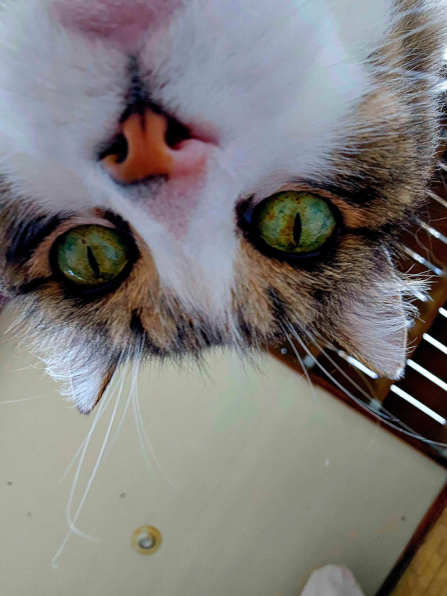 Rosie joined the competition — help win amazing prizes! cat, close_up, green_eyes, whiskers, fur, nose, ears, indoor, ceiling, wooden_blinds, curious, pet, animal, face, portrait, tabby, upside_down, domestic_cat, eyes