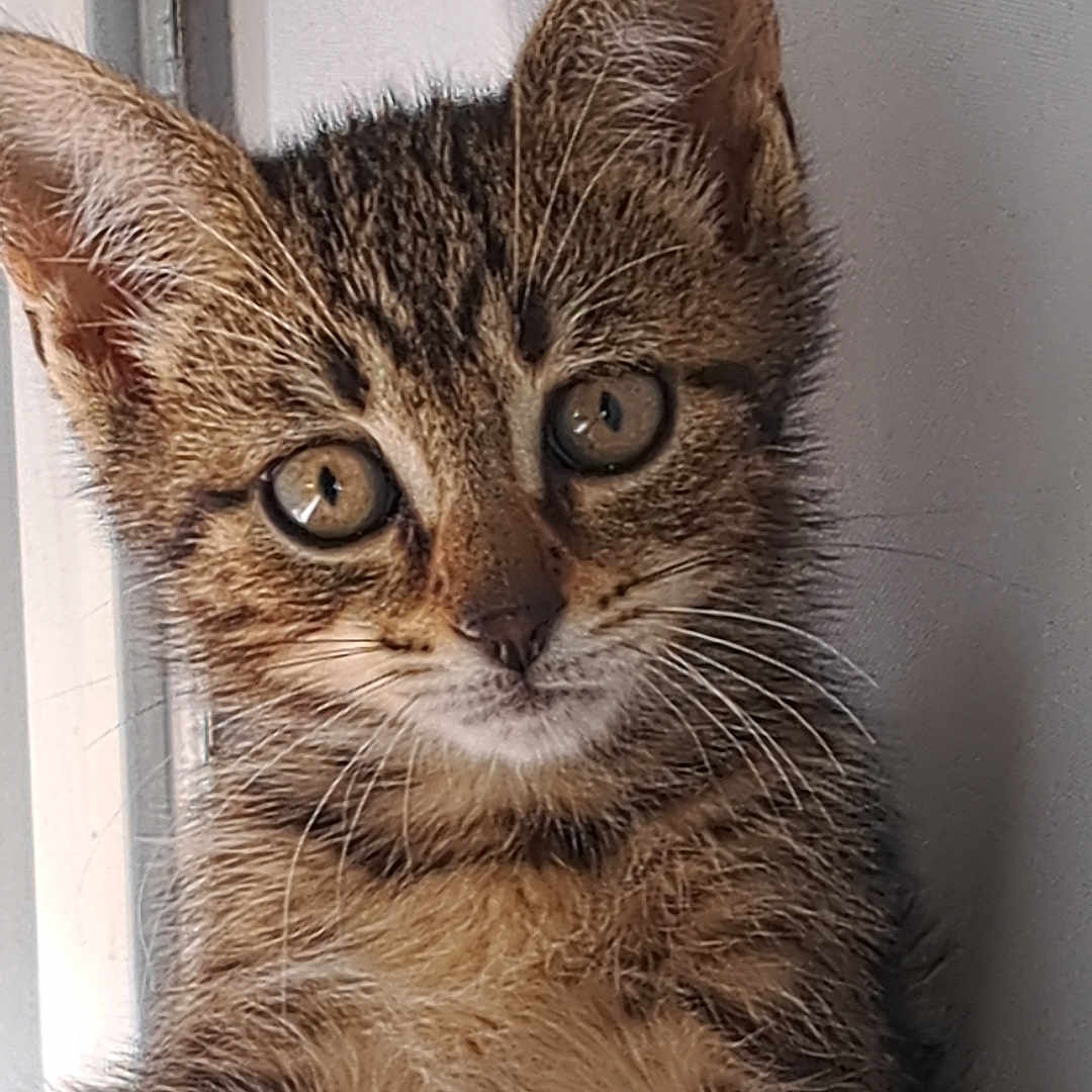 Moogli participe au concours pour gagner de l'argent avec cette photo : animal, cat, close_up, curious, cute, domestic_cat, ears, eyes, feline, fur, indoor, kitten, mammal, pet, portrait, sitting, soft, tabby, whiskers, young