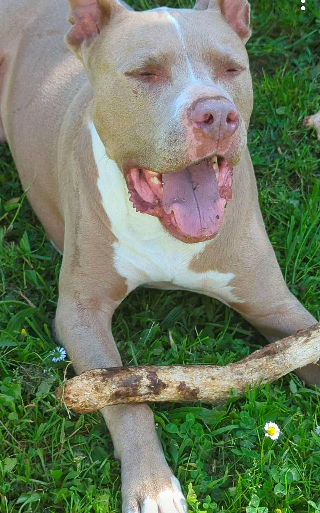 Kusko a rejoint le concours — aidez-le/la à gagner de superbes lots ! animal, brown_fur, canine, chewing, closeup, cute, daylight, dog, grass, happy, nature, outdoor, paw, pet, playful, relaxed, smiling, stick, tongue_out, white_markings