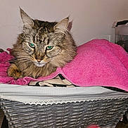 Pacha a rejoint le concours — aidez-le/la à gagner de superbes lots ! cat, tabby, green_eyes, fluffy, basket, pink_towel, indoor, pet, feline, resting, cozy, fur, animal, closeup, domestic, cute, relaxed, soft, whiskers, portrait