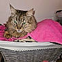 cat, tabby, green_eyes, fluffy, basket, pink_towel, indoor, pet, feline, resting, cozy, fur, animal, closeup, domestic, cute, relaxed, soft, whiskers, portrait