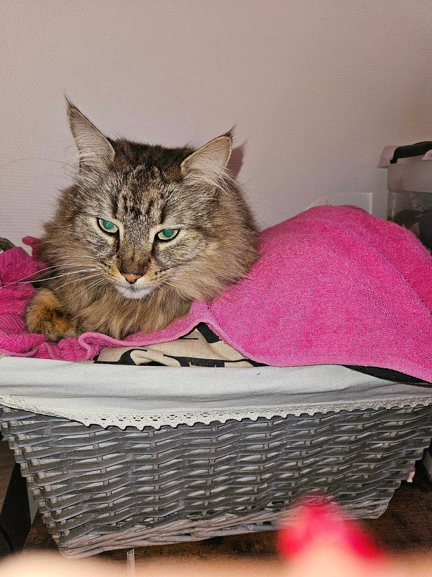 Pacha a rejoint le concours — aidez-le/la à gagner de superbes lots ! cat, tabby, green_eyes, fluffy, basket, pink_towel, indoor, pet, feline, resting, cozy, fur, animal, closeup, domestic, cute, relaxed, soft, whiskers, portrait