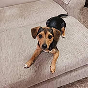 Franny joined the competition — help win amazing prizes! dog, pet, couch, indoor, small_dog, beige, carpet, furniture, animal, canine, looking, resting, ears, tail, snout, paws, home, domestic, curious, brown
