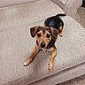 dog, pet, couch, indoor, small_dog, beige, carpet, furniture, animal, canine, looking, resting, ears, tail, snout, paws, home, domestic, curious, brown