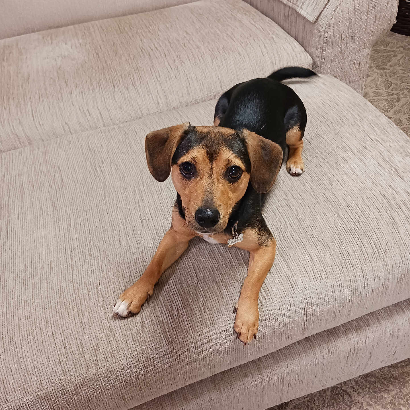 Franny joined the competition — help win amazing prizes! dog, pet, couch, indoor, small_dog, beige, carpet, furniture, animal, canine, looking, resting, ears, tail, snout, paws, home, domestic, curious, brown