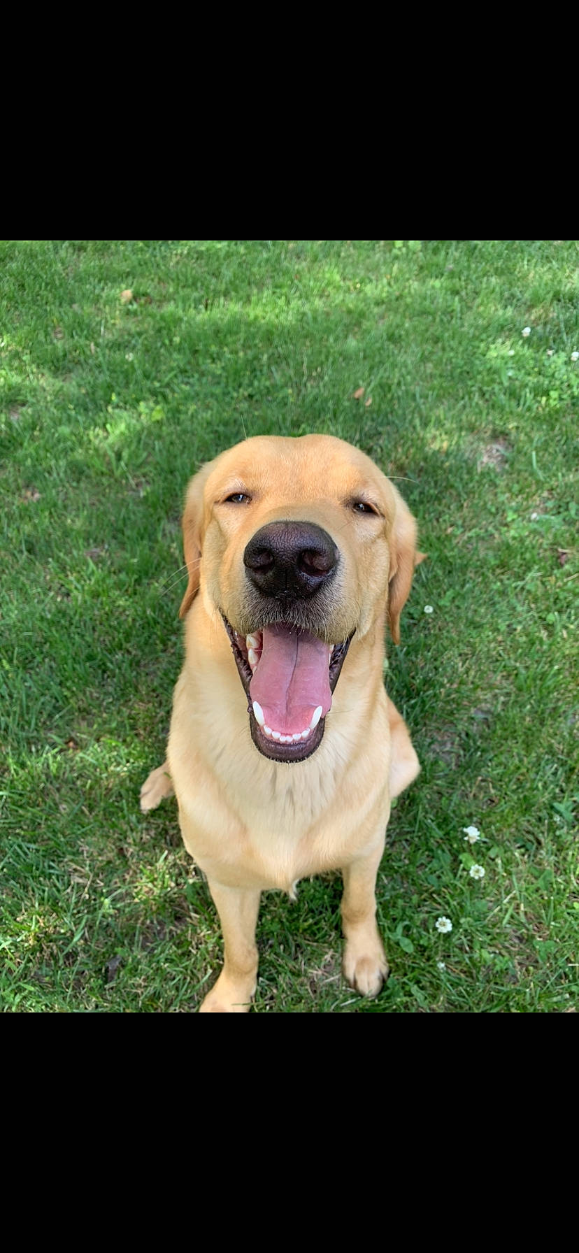 Harley joined the competition — help win amazing prizes! carnivore, collar, companion_dog, dog, dog_breed, fang, grass, groundcover, guard_dog, labrador_retriever, paw, people_in_nature, plant, retriever, whiskers, working_animal, working_dog