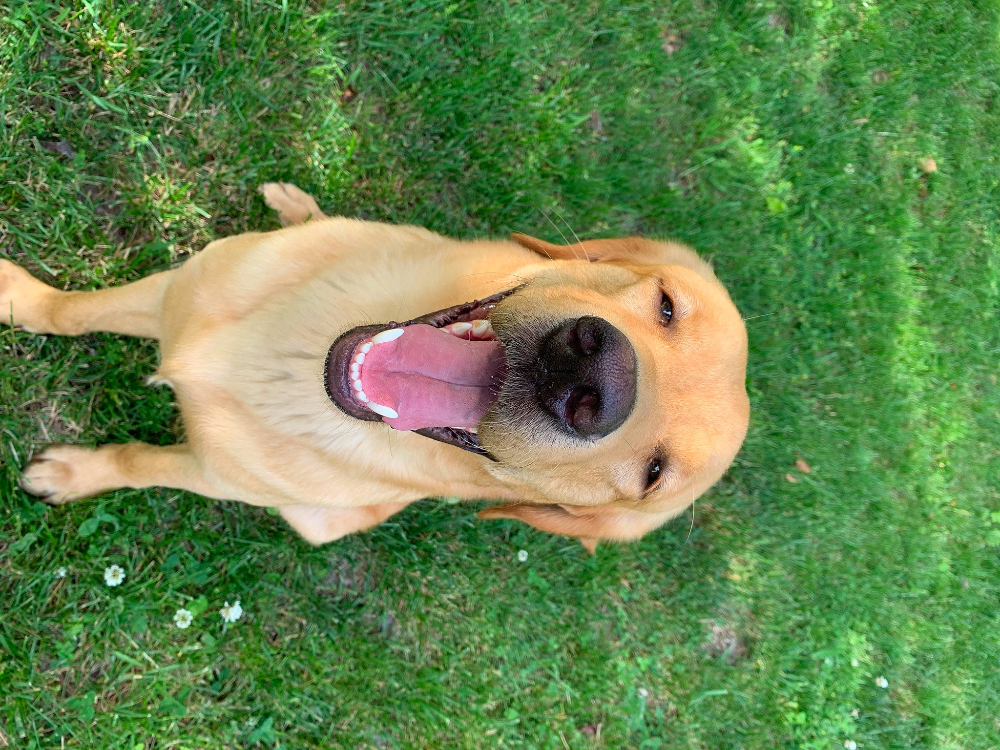 Harley is registered to the contest to win money with this photo: biting, canidae, carnivore, collar, companion_dog, dog, dog_breed, fawn, grass, guard_dog, jaw, paw, plant, snout, sporting_group, tail, terrestrial_animal, whiskers, working_animal, working_dog