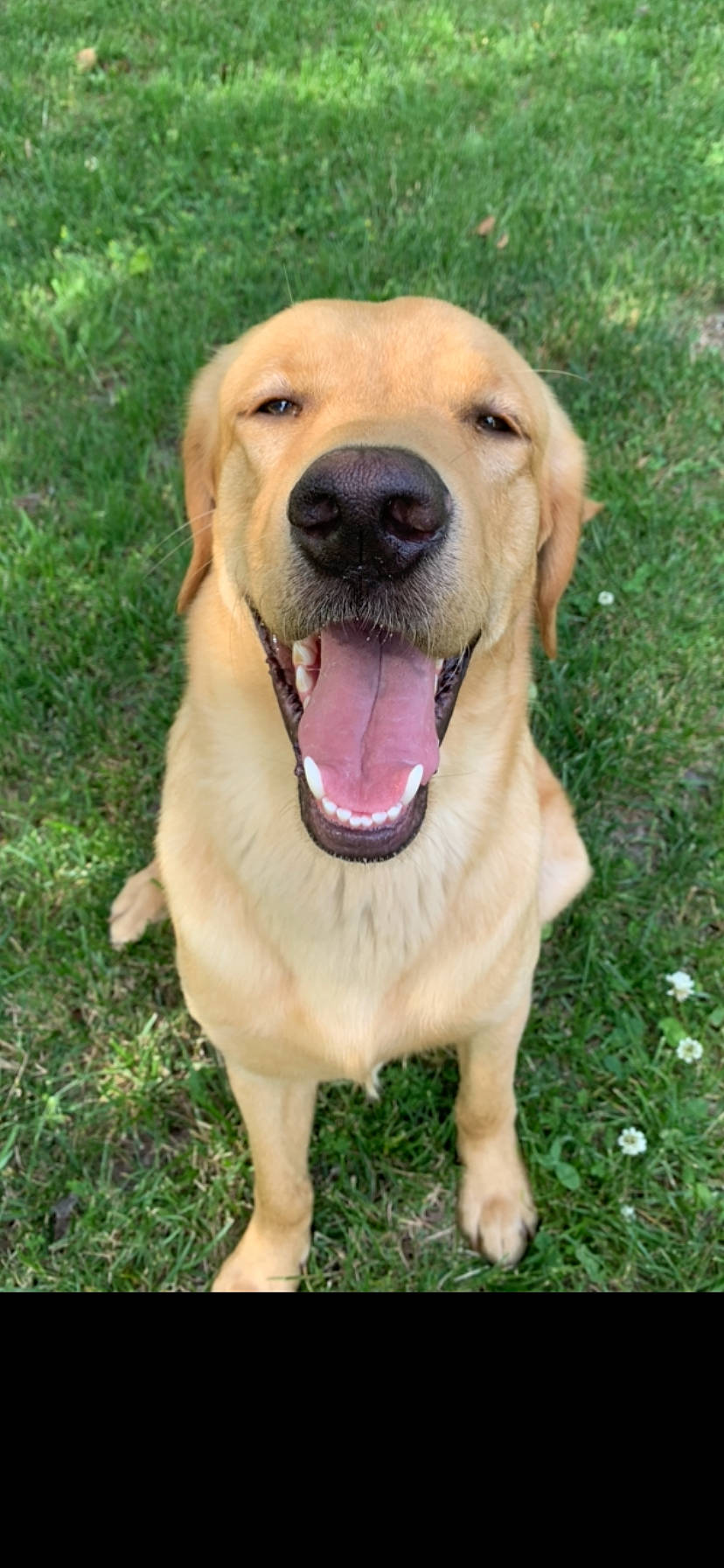 Harley joined the competition — help win amazing prizes! ancient_dog_breeds, canidae, carnivore, collar, companion_dog, dog, dog_breed, fang, fawn, grass, guard_dog, labrador_retriever, paw, plant, retriever, snout, sporting_group, whiskers, working_animal, working_dog