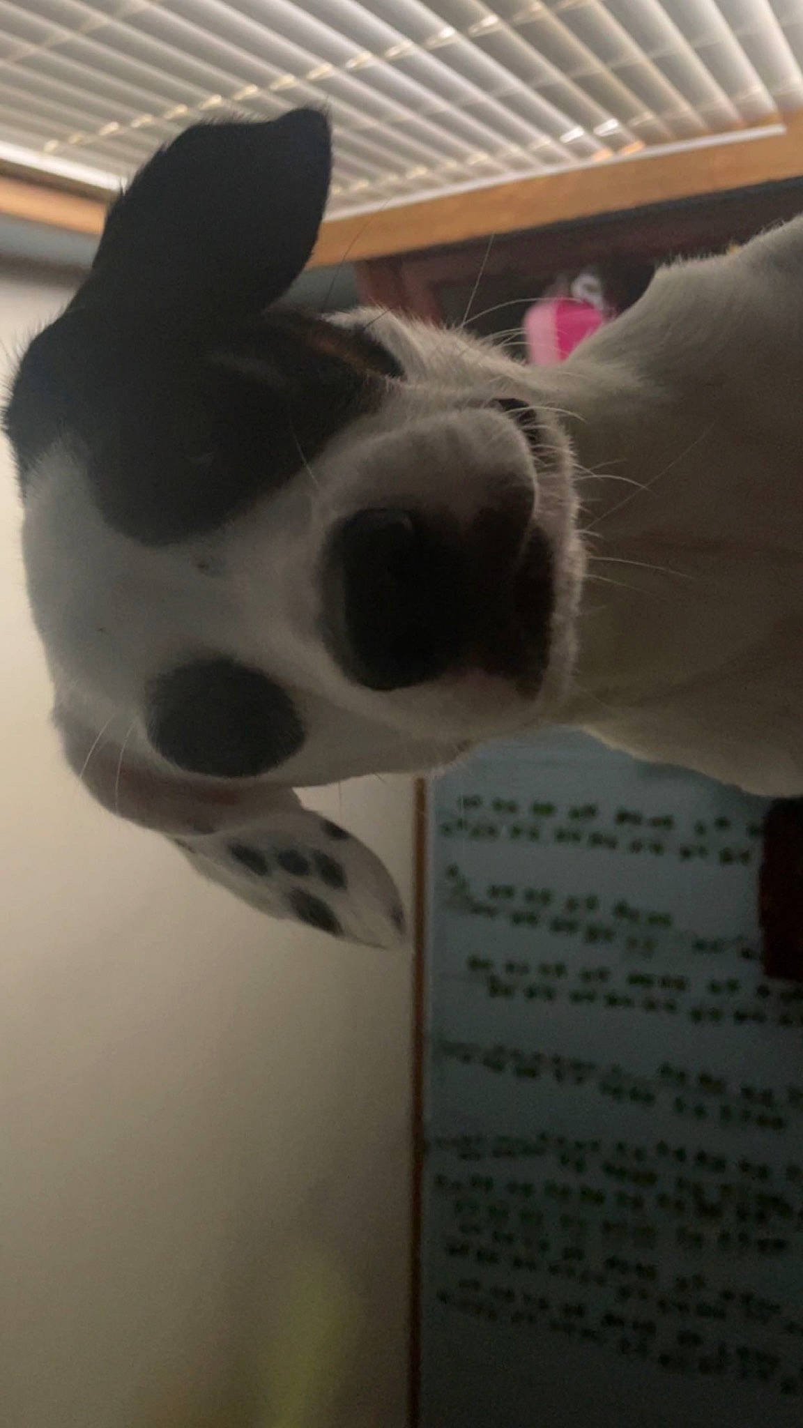 Koa joined the competition — help win amazing prizes! canidae, carnivore, collar, companion_dog, dog, dog_breed, ear, fawn, fur, gesture, non_sporting_group, paw, publication, snout, sporting_group, tail, whiskers, working_animal