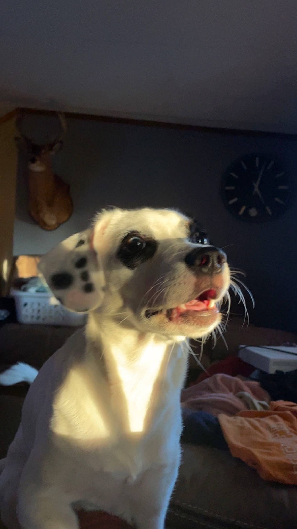 Koa is registered to the contest to win money with this photo: canidae, carnivore, collar, companion_dog, dartboard, darts, dog, dog_breed, dog_collar, fawn, fur, guard_dog, non_sporting_group, pet_supply, snout, sporting_group, toy_dog, whiskers, working_animal