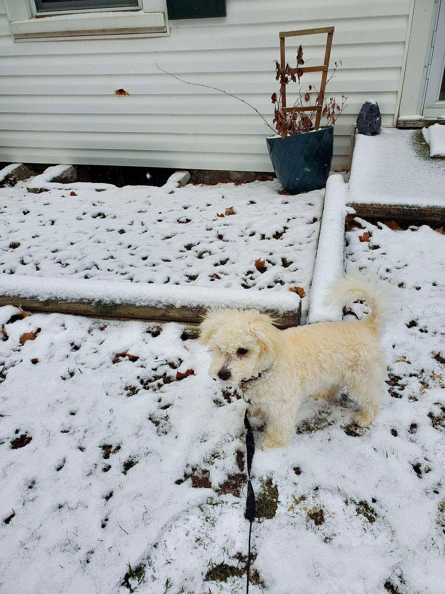 Major joined the competition — help win amazing prizes! canidae, carnivore, companion_dog, dog, dog_breed, event, fawn, freezing, frost, fur, home, precipitation, siding, snout, snow, sporting_group, window, winter, wood, yard