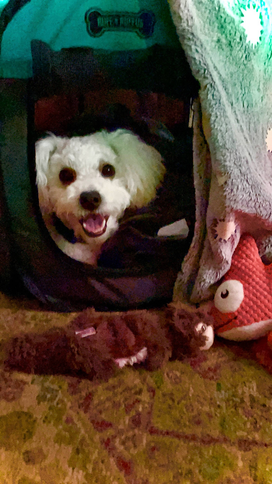 Major joined the competition — help win amazing prizes! carnivore, companion_dog, dog, dog_breed, dog_crate, dog_supply, fang, fawn, fur, jaw, pet_supply, pink, small_terrier, smile, snout, sporting_group, terrier, toy, toy_dog, wood