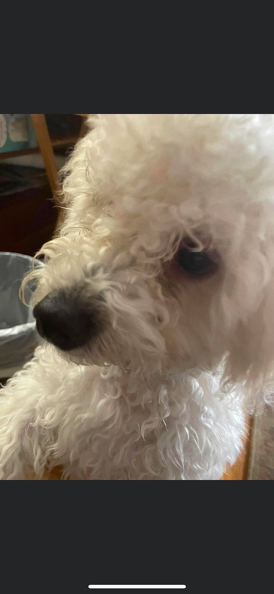 Major joined the competition — help win amazing prizes! bichon, canidae, carnivore, companion_dog, dog, dog_breed, dog_collar, ear, fur, labradoodle, maltepoo, poodle, poodle_crossbreed, small_terrier, snout, sporting_group, terrier, toy_dog, water_dog, working_animal