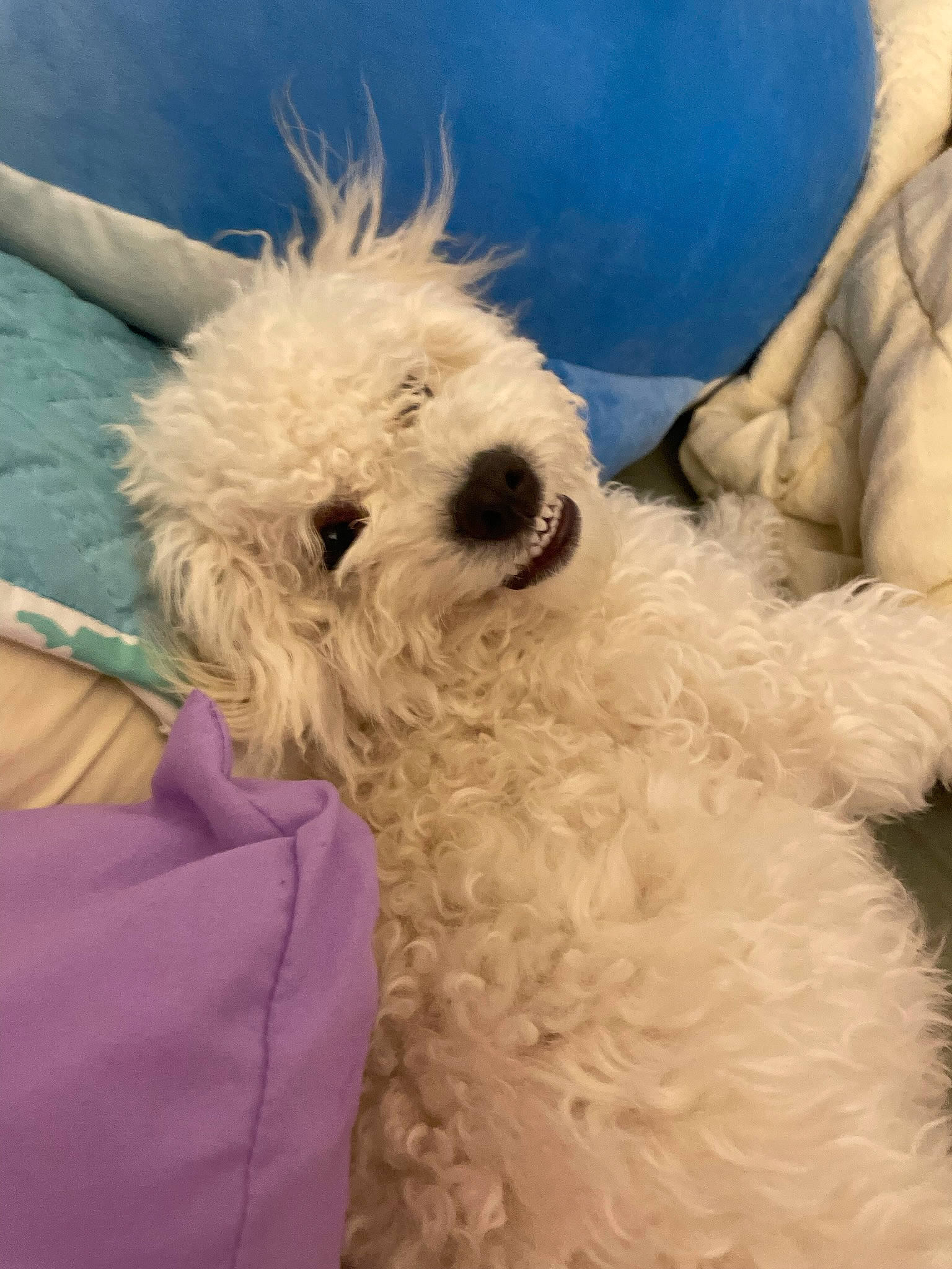 Major joined the competition — help win amazing prizes! canidae, carnivore, companion_dog, dog, dog_breed, fashion_accessory, fur, maltepoo, non_sporting_group, poodle, small_terrier, snout, sporting_group, terrier, toy_dog, water_dog, working_animal