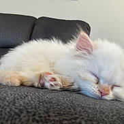 Sapphire is registered to the contest to win money with this photo: adorable, animal, cat, closeup, couch, cozy, cute, fluffy, fur, indoor, kitten, paw_pads, peaceful, pet, pink, relaxing, resting, sleeping, small, white