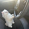 Sapphire joined the competition — help win amazing prizes! animal, blue_eyes, car_interior, car_seat, cat, curious, cute, feline, fluffy, indoor, kitten, pet, playful, portrait, small, steering_wheel, sunlight, vehicle, whiskers, white_cat