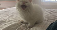 Sapphire joined the competition — help win amazing prizes! animal, bed, bedroom, cat, cozy, cute, dresser, fluffy, furniture, home, indoor, meowing, person_partial, pet, resting, soft_light, sweater, white_cat, window, yawning