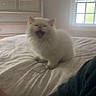 animal, bed, bedroom, cat, cozy, cute, dresser, fluffy, furniture, home, indoor, meowing, person_partial, pet, resting, soft_light, sweater, white_cat, window, yawning