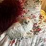 cat, fluffy, white_cat, blue_eyes, bed, pillow, red_pillow, floral_pattern, bedding, indoor, pet, relaxed, cozy, fur, resting, cute, animal, comfort, soft, home