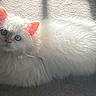 Sapphire joined the competition — help win amazing prizes! animal, blue_eyes, bright, carpet, cat, cute, domestic, ears, feline, fluffy, fur, indoor, lying_down, mammal, pet, relaxed, soft_texture, sunlight, whiskers, white_cat