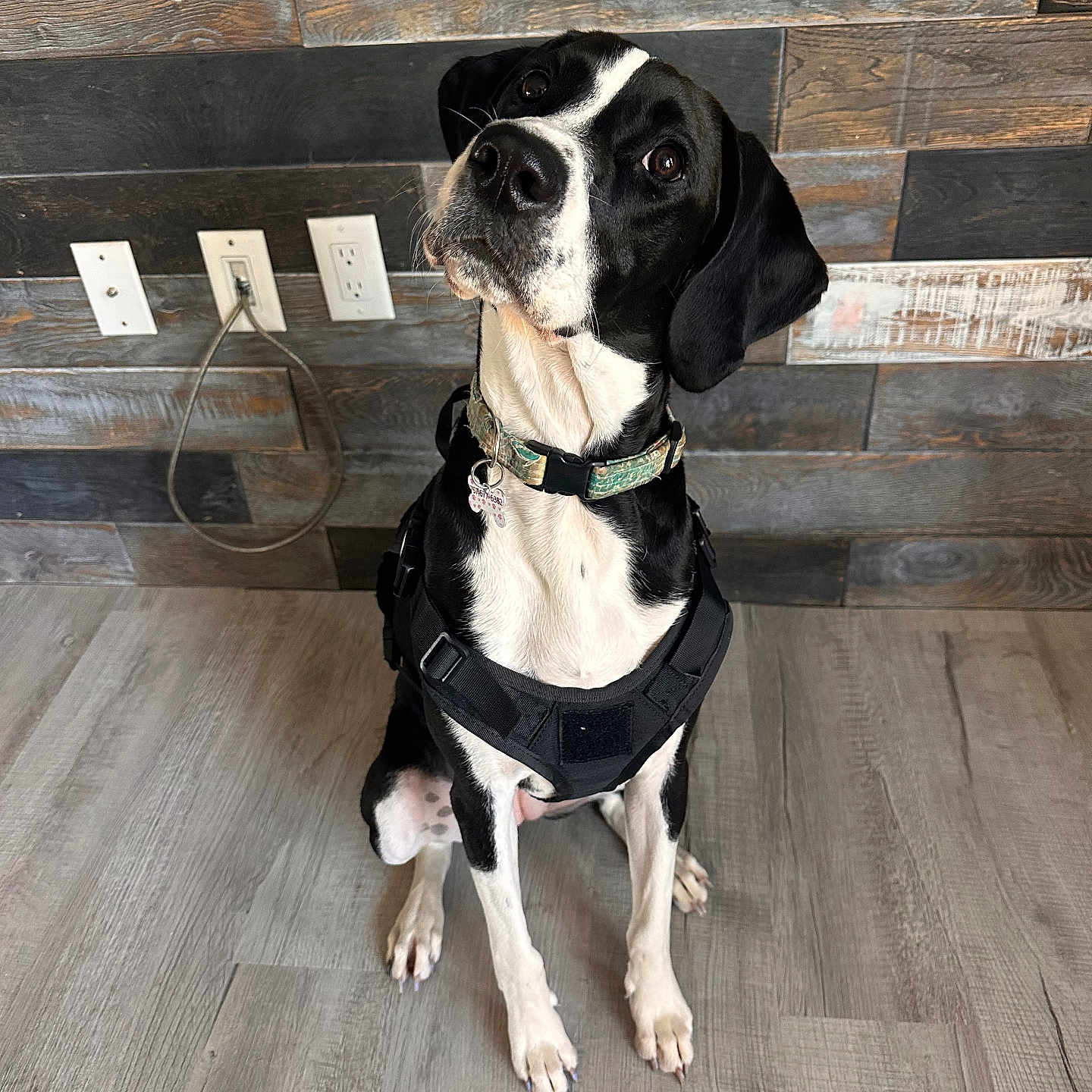 Willow is registered to the contest to win money with this photo: accessories, animal, belt, bostonbull, bulldog, canine, dog, hardwood, harness, hound, indoors, interiordesign, pet, pointer, policedog, puppy, slate, snout, strap, wood