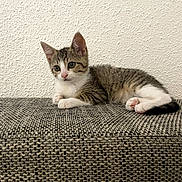Shadow participe au concours pour gagner de l'argent avec cette photo : kitten, cat, tabby, white_fur, animal, pet, cute, relaxed, lying_down, indoor, textured_wall, textured_fabric, small_animal, young, mammal, whiskers, pink_nose, ears, paws, curious