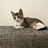 kitten, cat, tabby, white_fur, animal, pet, cute, relaxed, lying_down, indoor, textured_wall, textured_fabric, small_animal, young, mammal, whiskers, pink_nose, ears, paws, curious