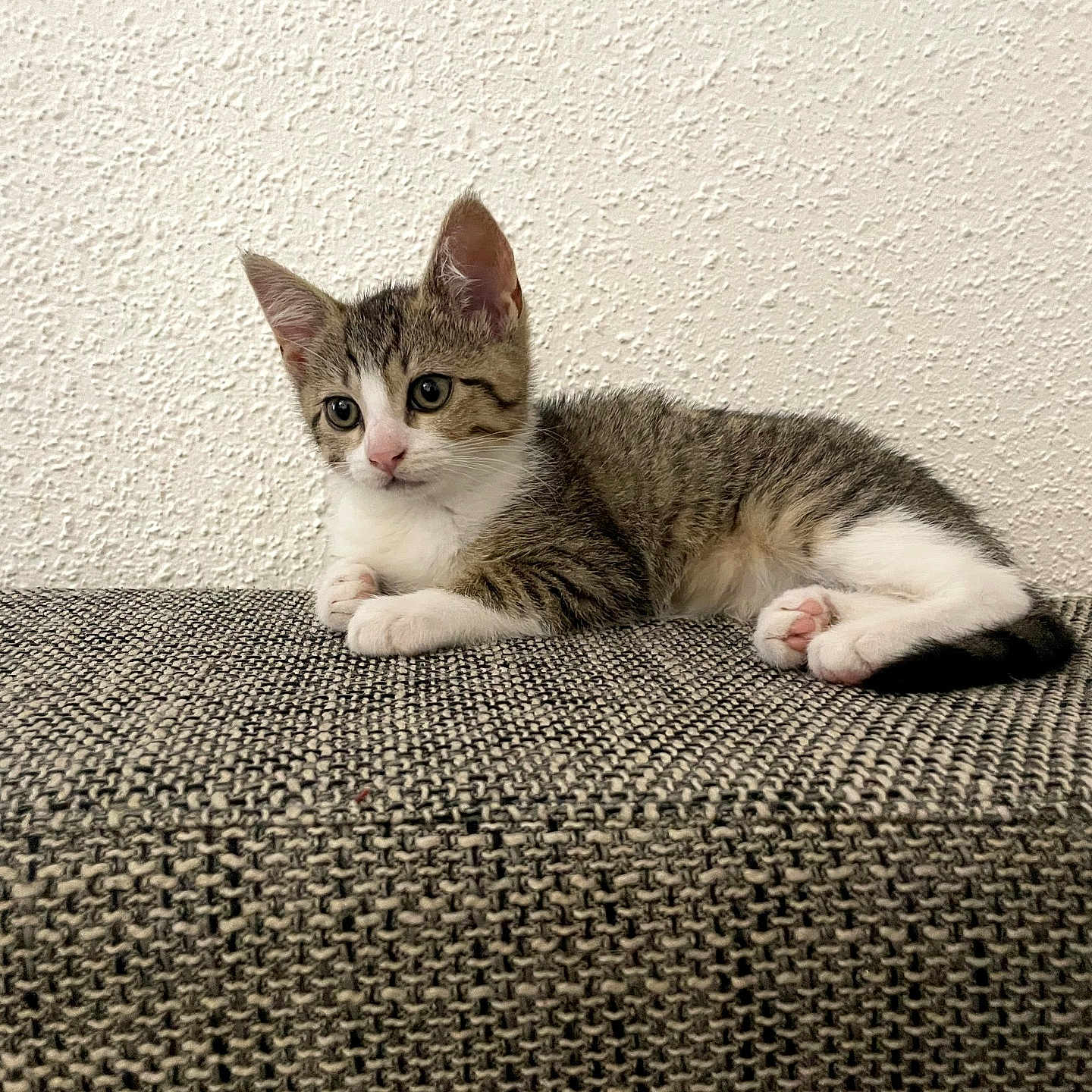 Shadow participe au concours pour gagner de l'argent avec cette photo : kitten, cat, tabby, white_fur, animal, pet, cute, relaxed, lying_down, indoor, textured_wall, textured_fabric, small_animal, young, mammal, whiskers, pink_nose, ears, paws, curious
