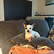 Izzy is registered to the contest to win money with this photo: alert, animal, blanket, brown_fur, chihuahua, couch, cozy, cushion, cute, dog, ears, home, indoors, living_room, pet, portrait, sitting, small_dog, sofa, white_fur