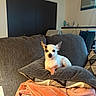 dog, chihuahua, small_dog, pet, animal, portrait, sitting, couch, sofa, cushion, blanket, living_room, indoors, home, ears, white_fur, brown_fur, alert, cute, cozy