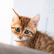 Paillette a rejoint le concours — aidez-le/la à gagner de superbes lots ! adorable, animal, cat, closeup, curious, cute, ears, eyes, feline, fluffy, fur, indoor, kitten, pet, portrait, small, soft, tabby, whiskers, young