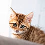 adorable, animal, cat, closeup, curious, cute, ears, eyes, feline, fluffy, fur, indoor, kitten, pet, portrait, small, soft, tabby, whiskers, young