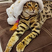 Astro a rejoint le concours — aidez-le/la à gagner de superbes lots ! bengal_cat, cat, pet, animal, feline, striped, spotted, hat, white_hat, holiday, festive, pom_pom, brown_couch, indoor, relaxed, lying_down, close_up, whiskers, ears, green_eyes