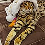 bengal_cat, cat, pet, animal, feline, striped, spotted, hat, white_hat, holiday, festive, pom_pom, brown_couch, indoor, relaxed, lying_down, close_up, whiskers, ears, green_eyes