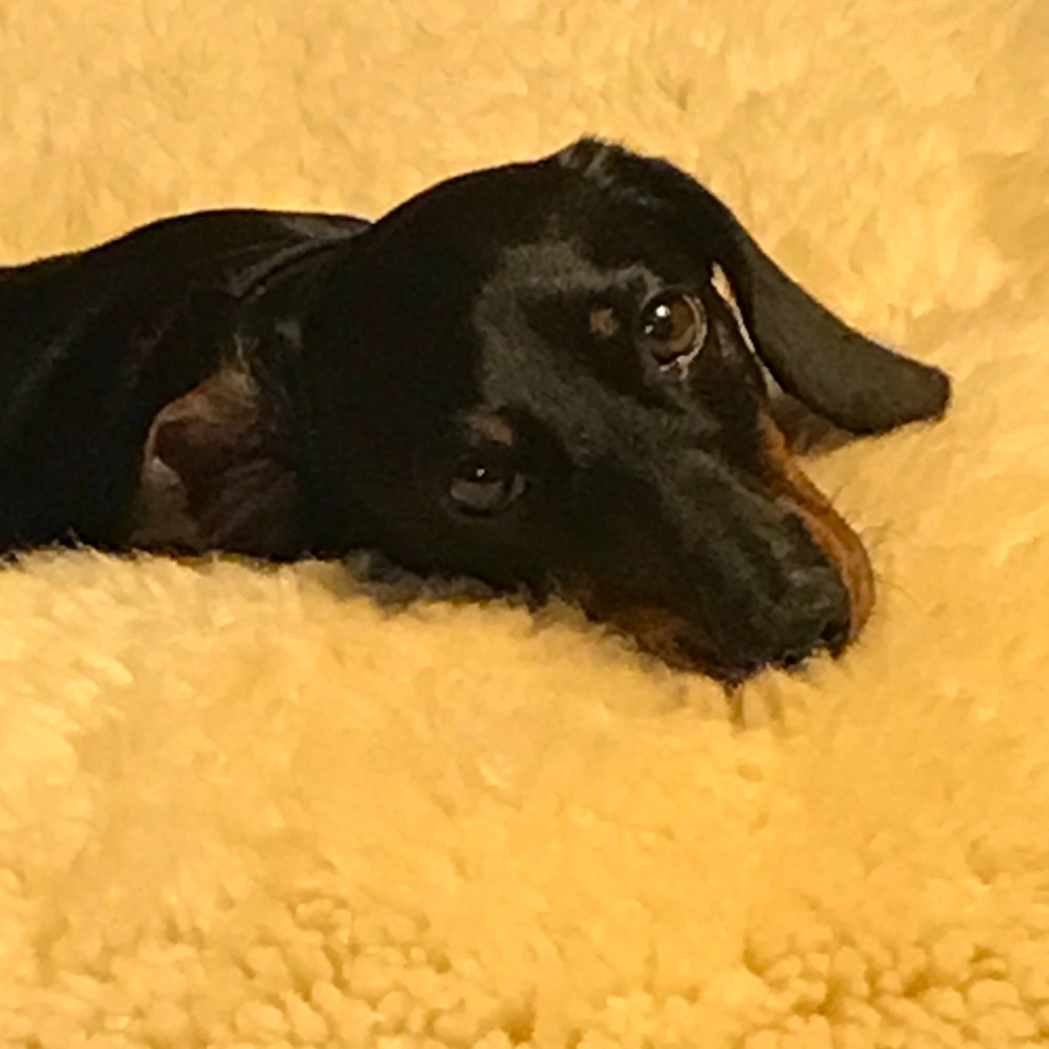 Nelson a rejoint le concours — aidez-le/la à gagner de superbes lots ! borador, canidae, carnivore, companion_dog, dog, dog_breed, dog_collar, fur, guard_dog, labrador_retriever, liver, paw, retriever, snout, sporting_group, street_dog, terrestrial_animal, whiskers, working_animal, working_dog