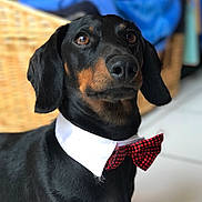 Nelson a rejoint le concours — aidez-le/la à gagner de superbes lots ! austrian_black_and_tan_hound, black_and_tan_coonhound, dachshund, dog, dog_breed, dog_like_mammal, hound, manchester_terrier, polish_hunting_dog, smaland_hound, snout