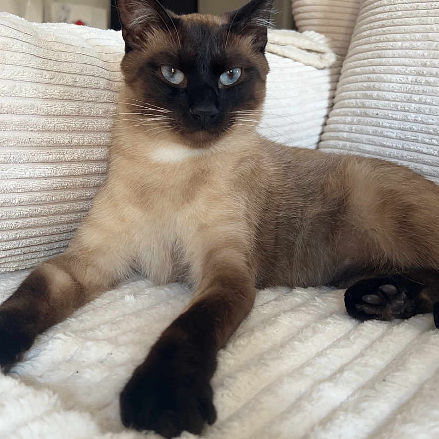 Hermes a rejoint le concours — aidez-le/la à gagner de superbes lots ! animal, blanket, blue_eyes, cat, cozy, cushion, cute, feline, fur, home, indoor, living_room, paws, pet, portrait, relaxed, resting, siamese_cat, soft_texture, whiskers