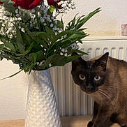 Hermes a rejoint le concours — aidez-le/la à gagner de superbes lots ! cat, siamese_cat, flower_vase, red_roses, baby's_breath, green_leaves, wooden_table, indoor, domestic_pet, curious, plant, floral_arrangement, white_wall, radiator, closeup, still_life, decor, pet, animal, feline