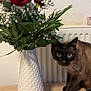 cat, siamese_cat, flower_vase, red_roses, baby's_breath, green_leaves, wooden_table, indoor, domestic_pet, curious, plant, floral_arrangement, white_wall, radiator, closeup, still_life, decor, pet, animal, feline