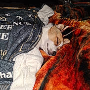 Bailey joined the competition — help win amazing prizes! puppy, dog, sleeping, sleepy, cozy, blanket, bed, indoors, pet, white_fur, brown_fur, closed_eyes, snout, nose, paws, curled_up, resting, cute, warm, nap