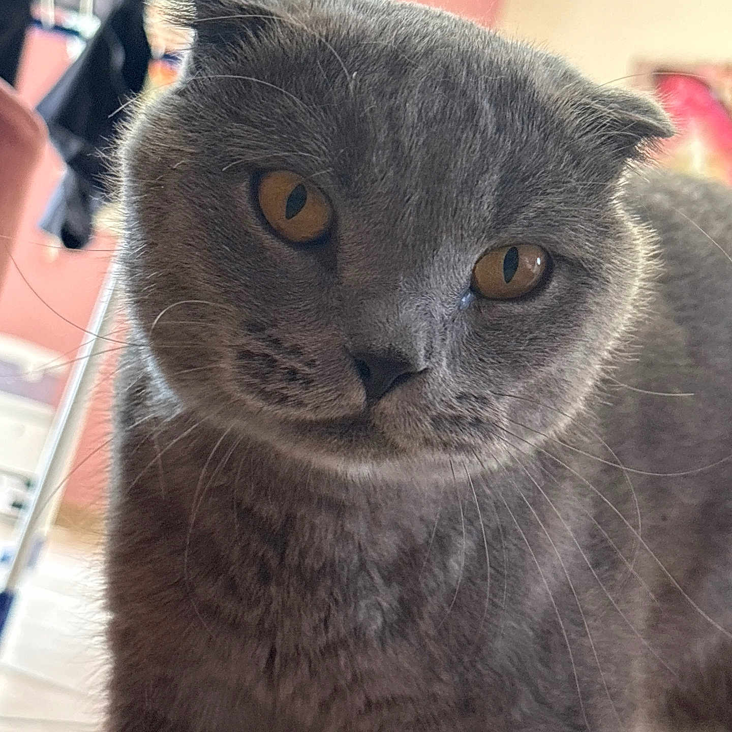 Thor a rejoint le concours — aidez-le/la à gagner de superbes lots ! amber_eyes, animal, background, cat, close_up, curious, domestic_animal, ears, face, feline, floor, fur, gray_cat, household, indoor, pet, portrait, scottish_fold, soft_focus, whiskers