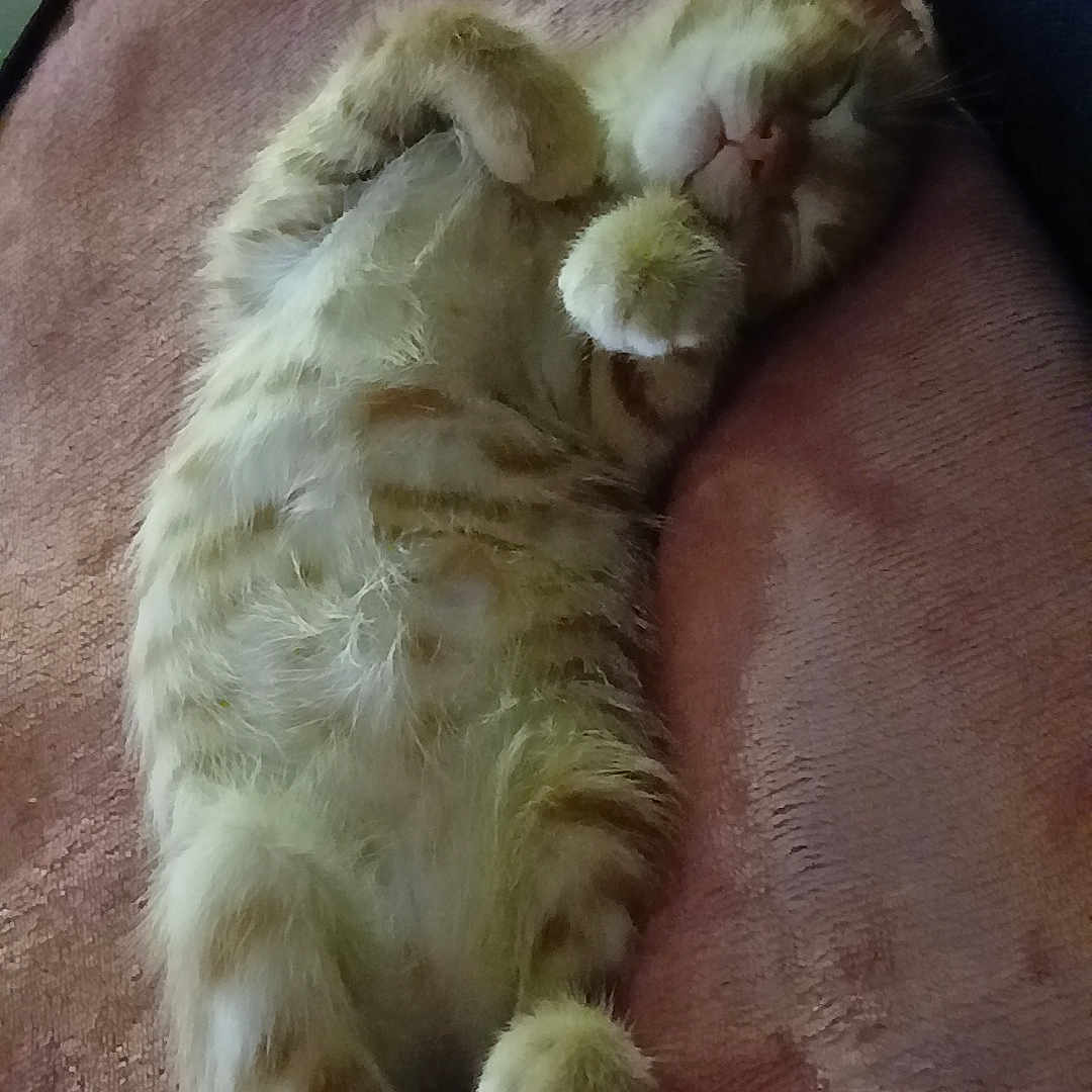 Biscuit a rejoint le concours — aidez-le/la à gagner de superbes lots ! adorable, animal, blanket, cat, cozy, cute, domestic_cat, feline, fluffy, fur, indoors, nap, orange_tabby, paw, pet, relaxed, resting, sleeping, soft, whiskers