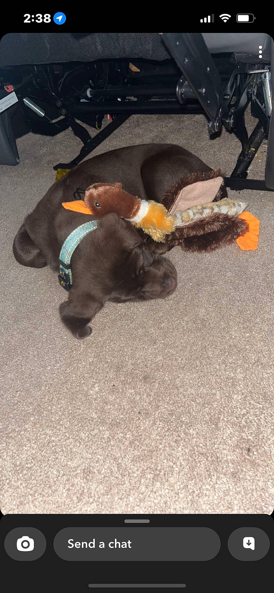 Wanda is registered to the contest to win money with this photo: asphalt, canidae, carnivore, collar, comfort, companion_dog, dog, dog_breed, dog_supply, fawn, flooring, fur, hat, leash, mammal, road_surface, sporting_group, tail, vertebrate, working_animal