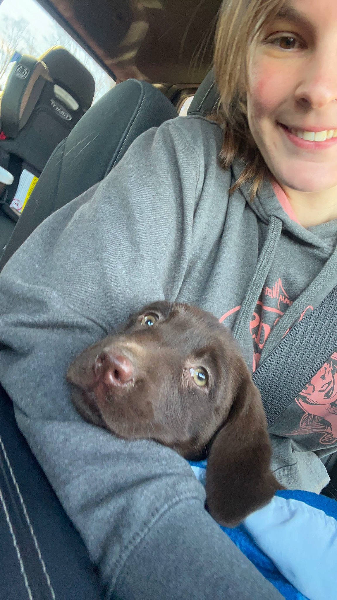 Wanda is registered to the contest to win money with this photo: canidae, car_seat, carnivore, comfort, companion_dog, dog, dog_breed, fawn, fish, fur, liver, mammal, pointing_breed, sitting, smile, snout, sporting_group, vertebrate, whiskers, working_animal