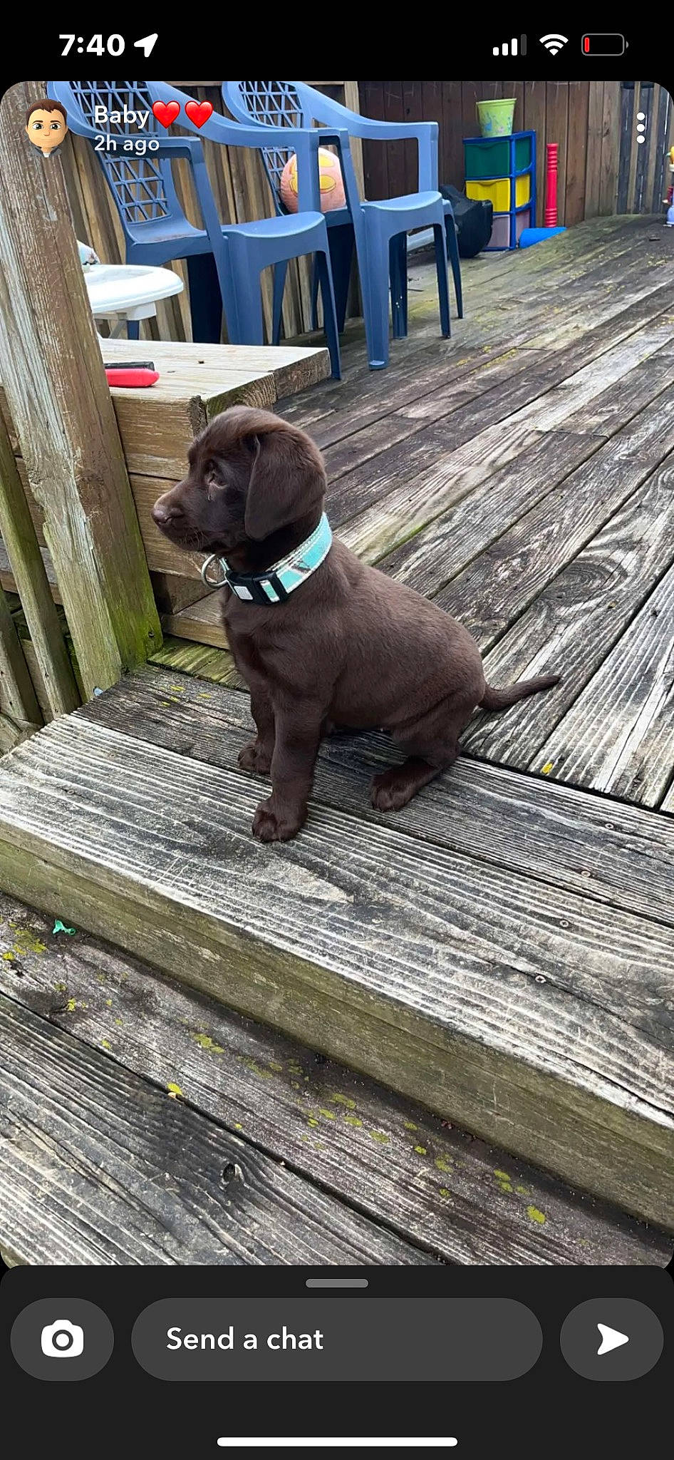 Wanda is registered to the contest to win money with this photo: carnivore, collar, companion_dog, dog, dog_breed, dog_collar, fawn, flooring, guard_dog, gun_dog, hardwood, leash, liver, pet_supply, plank, snout, tail, wood, wood_stain, working_animal