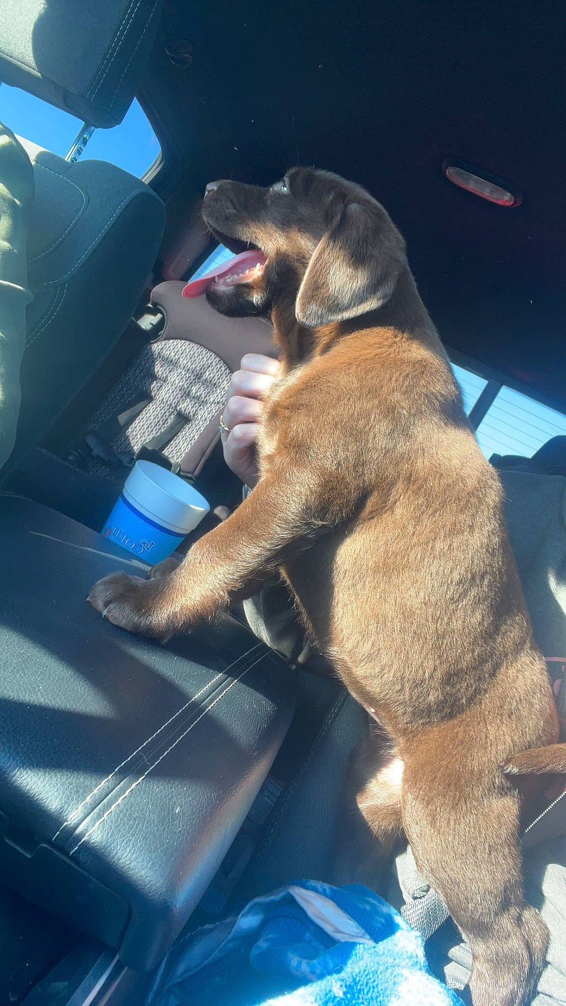 Wanda joined the competition — help win amazing prizes! auto_part, automotive_exterior, car, car_seat, car_seat_cover, carnivore, collar, companion_dog, dog, dog_breed, electric_blue, fawn, hood, liver, motor_vehicle, snout, vehicle, vehicle_door, windshield, working_animal