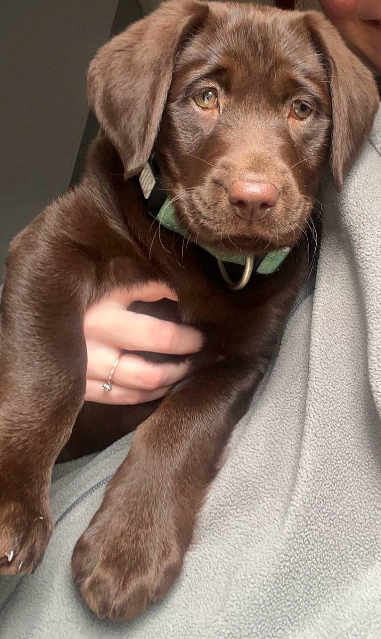 Wanda is registered to the contest to win money with this photo: borador, canidae, carnivore, collar, companion_dog, dog, dog_breed, dog_collar, fur, gun_dog, hat, hunting_dog, liver, sporting_group, whiskers, working_animal