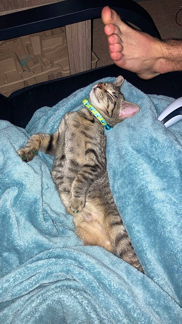 Ezra joined the competition — help win amazing prizes! carnivore, cat, claw, collar, comfort, companion_dog, dog_breed, domestic_short_haired_cat, fawn, felidae, fur, human_leg, military_camouflage, nail, small_to_medium_sized_cats, sporting_group, tail, terrestrial_animal, whiskers, wrist