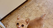 Bullett is registered to the contest to win money with this photo: animal, cabinet, cat, curious, cute, domestic_cat, ears, feline, floor, household, indoor, kitten, looking_up, mammal, orange_cat, pet, small_animal, tile_floor, whiskers, young_animal